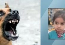 வீட்டு வாசலில் சோகம் : தெருநாய்கள் கடித்து குதறியதில் 3 வயது சிறுவன் பலி!!