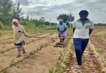 மகன் மற்றும் மகளை ஏரில் பூட்டி உழுத விவசாயி : காரணம் என்ன?
